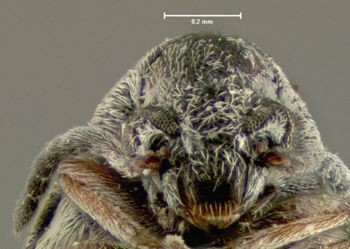 Media type: image;   Entomology 25047 Aspect: head frontal view